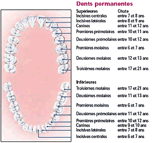 Permanent teeth eruption chart showing the age range for adult teeth development.