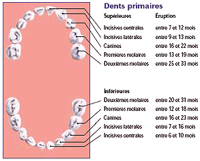 Primary teeth eruption chart showing when baby teeth emerge in the upper and lower jaws.