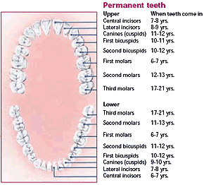 Permanent teeth eruption chart showing the age range for adult teeth development.