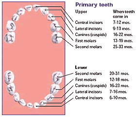 Primary teeth eruption chart showing when baby teeth emerge in the upper and lower jaws.