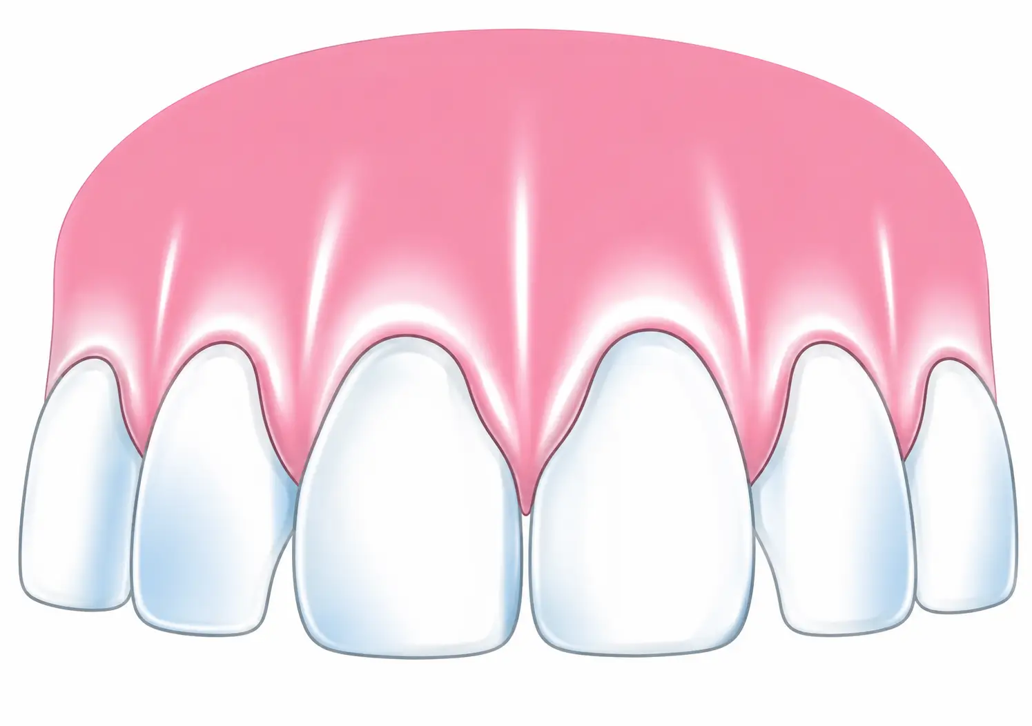 Close-up illustration of healthy upper gums and front teeth.