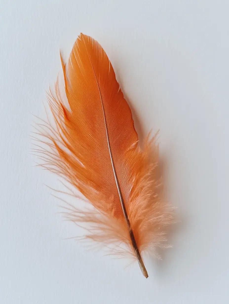 Orange feather on a white background